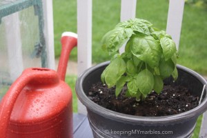 Basil1